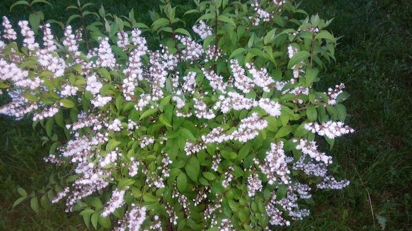  - DEUTZIA SCABRA