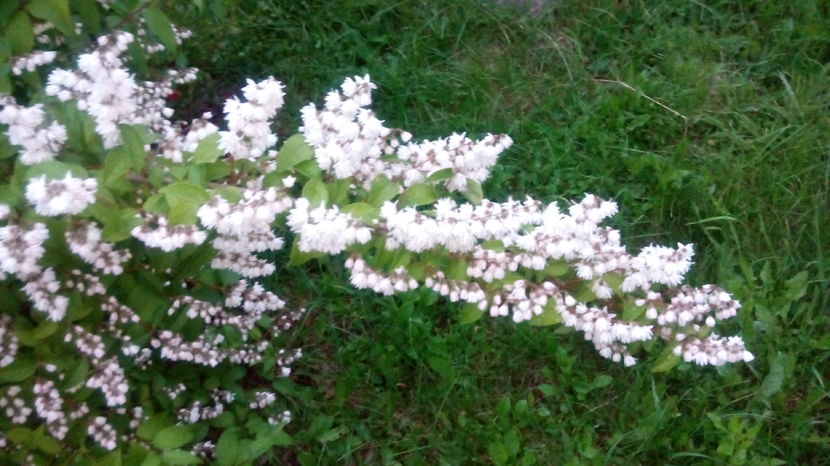  - DEUTZIA SCABRA