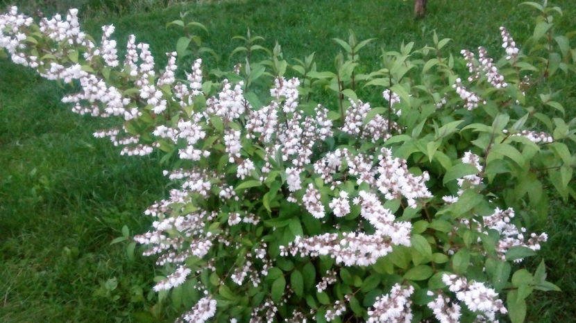  - DEUTZIA SCABRA