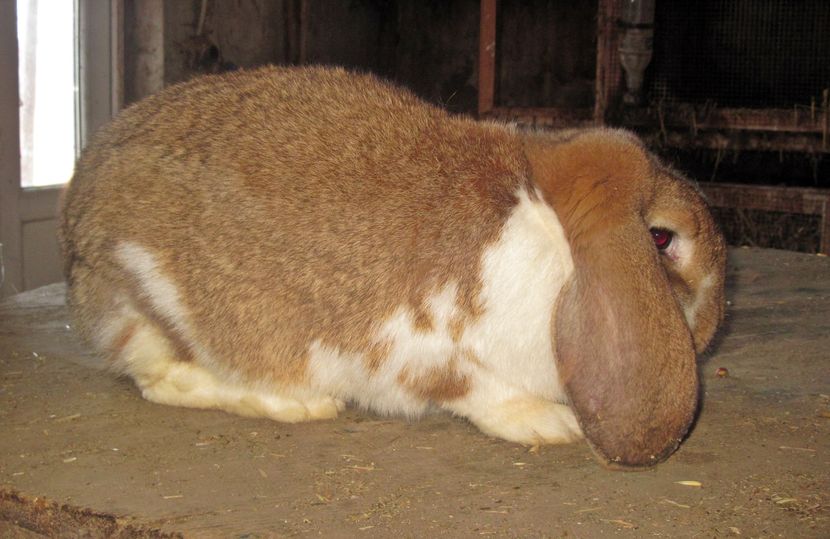 Femela culoarea : ROSU-MANT_A (2017); vanduta
