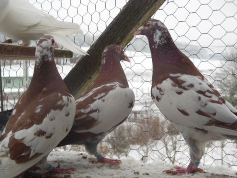 pui 2016-100 lei  bucata - Meulemans de Vanzare