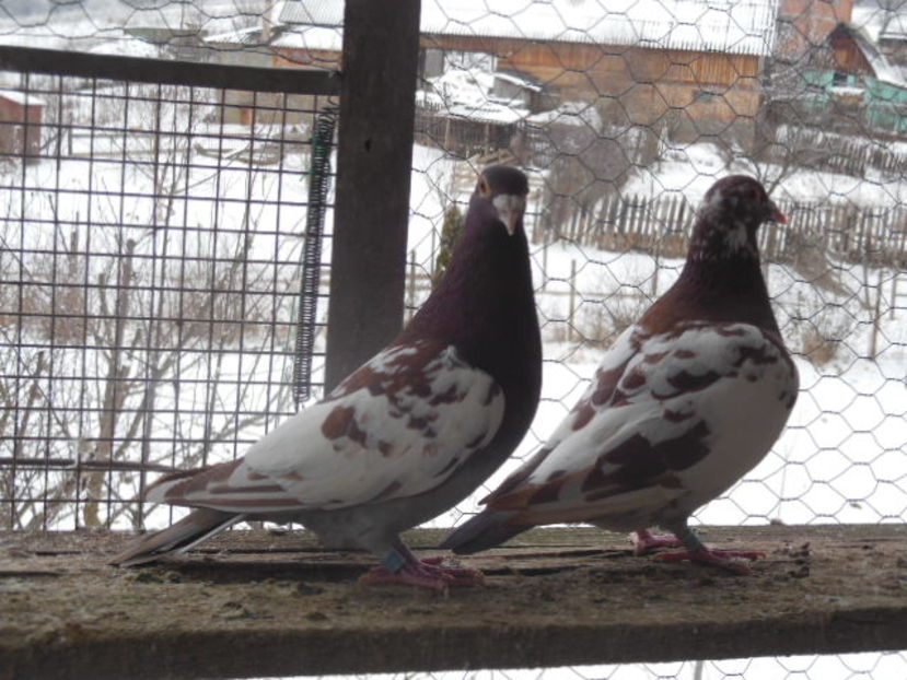 pui 2016-100 lei  bucata - Meulemans de Vanzare