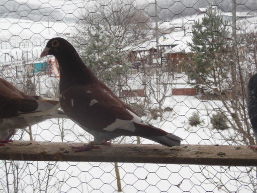 M-013-100 LEI - Meulemans de Vanzare