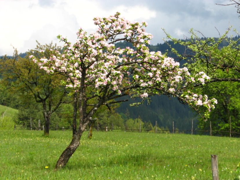 Un copac cu flori!!! - De la natura