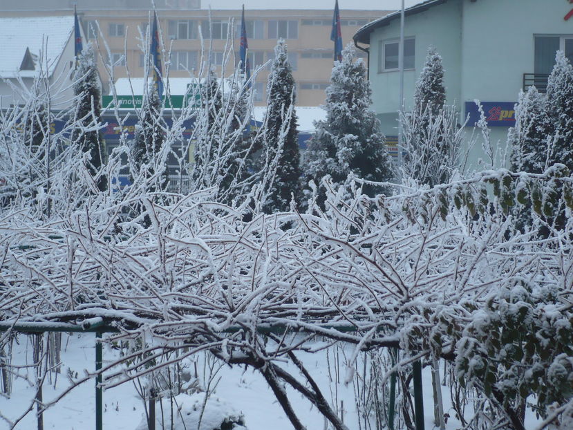 P1150085 - 38BRASOV 2016