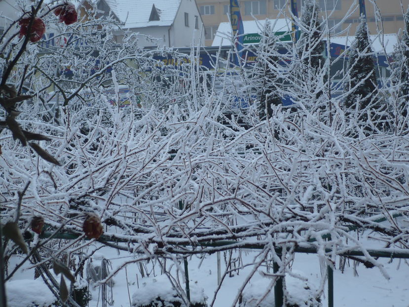 P1150087 - 38BRASOV 2016