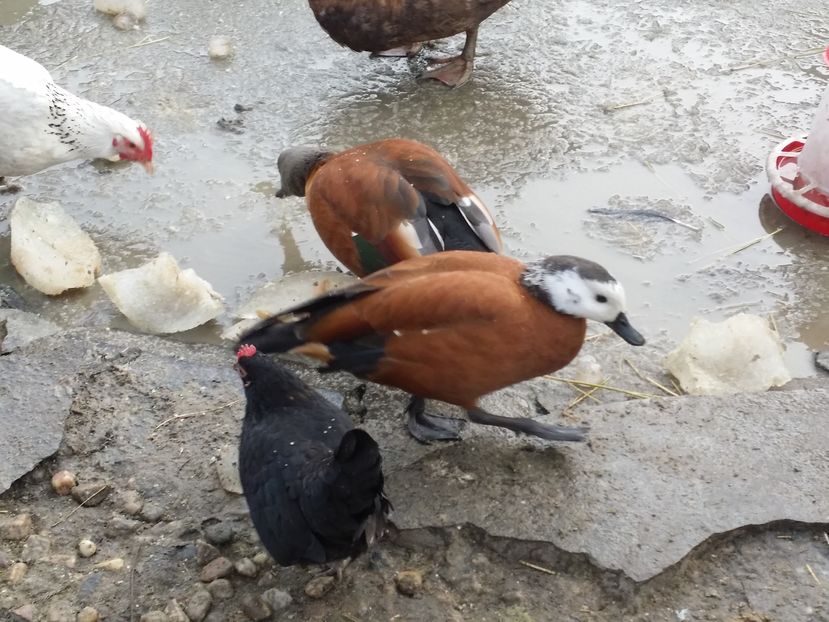 Califar african de vanzare