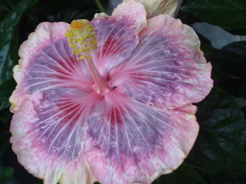 Barry Schlueter - HIBISCUS 2017