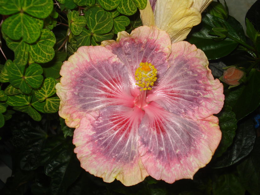  - HIBISCUS 2017