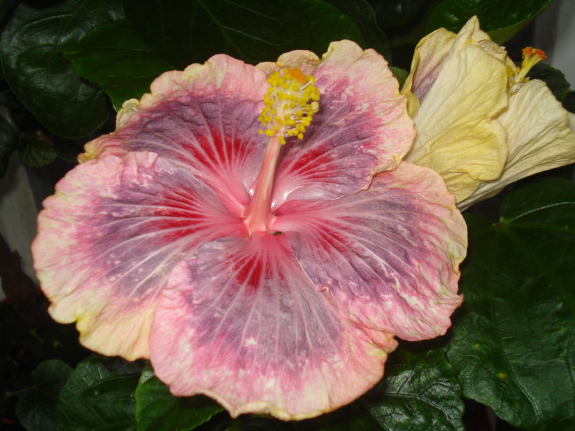  - HIBISCUS 2017