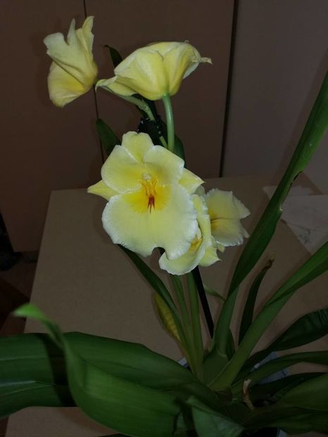 Miltonia