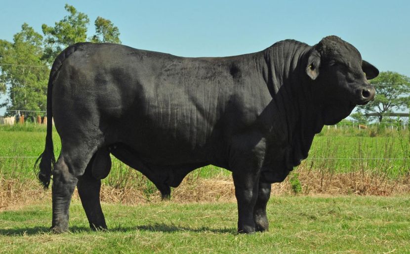 toro-brangus_837196_large