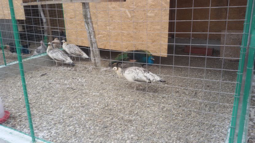 03.01.2017 - PAUNI UMAR NEGRU