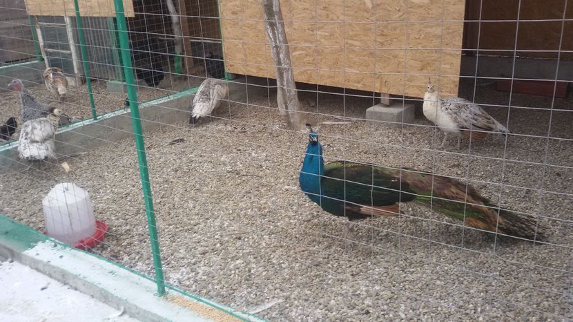 03.01.2017 - PAUNI UMAR NEGRU