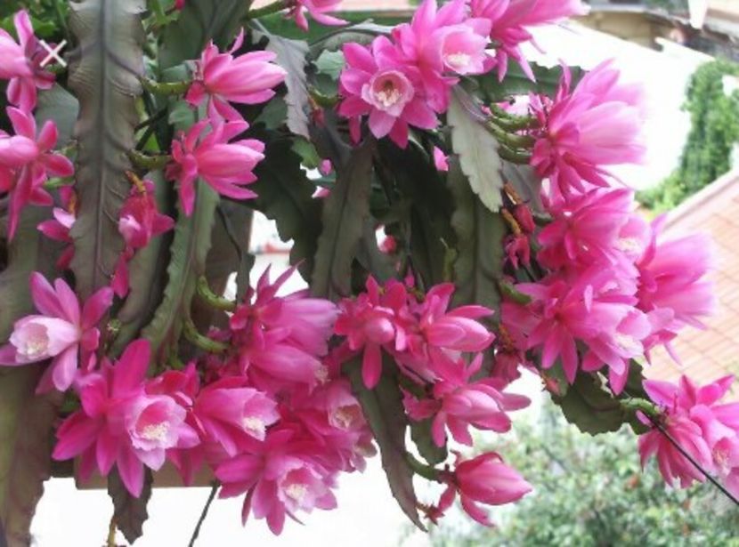 epiphyllum roz - Cumpar