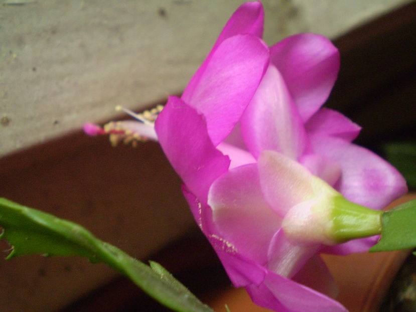 PA080017 (2)