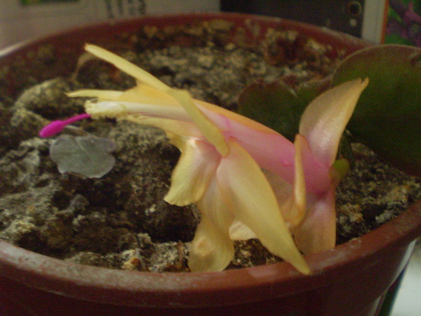 PA100025 - 05-Flori-Boboci-Fructe de cactus