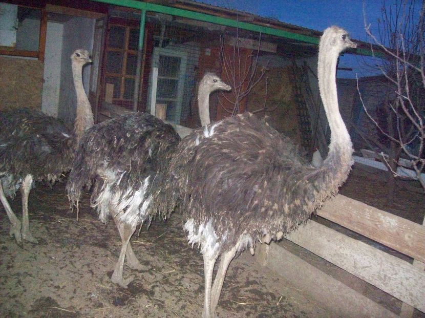 struti   la         8    luni