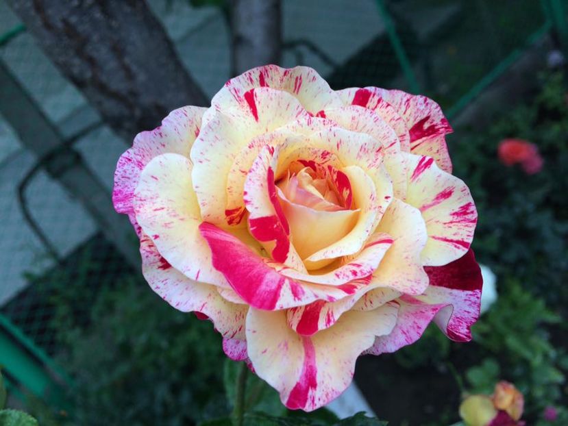 Camille Pissarro - Trandafiri 2016