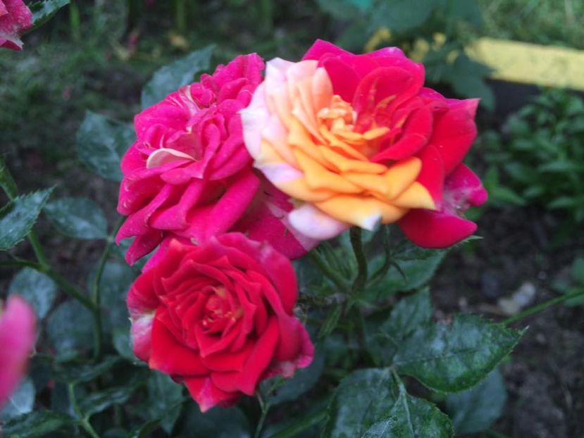 Chilli Clementine - Trandafiri 2016