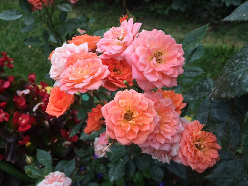 Ninetta - Trandafiri 2016