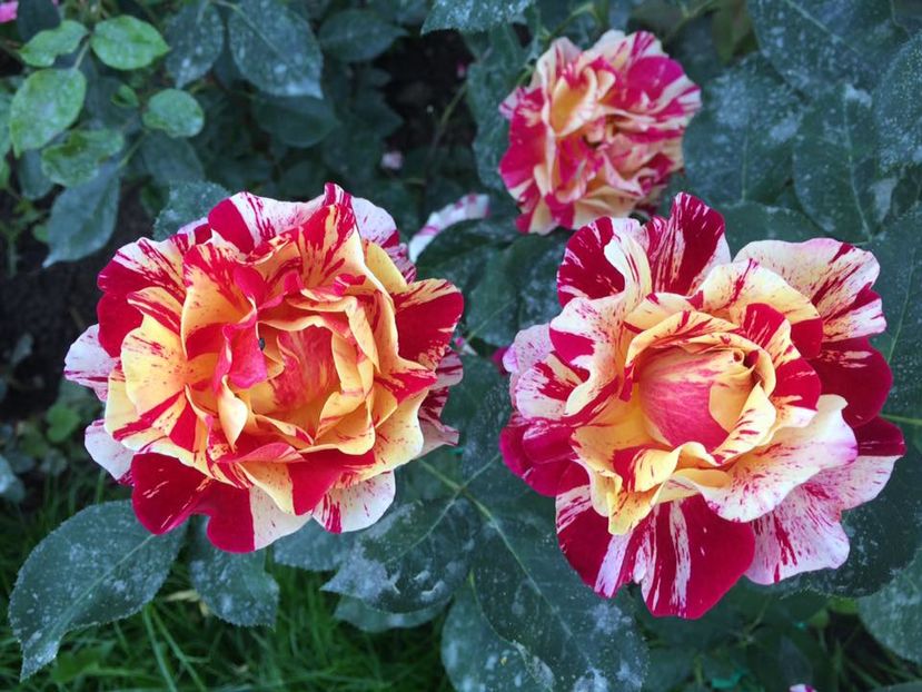 Maurice Utrillo; Maurice Utrillo
