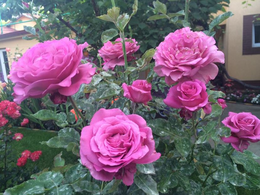 Chartereuse de Parme; Chartereuse de Parme
