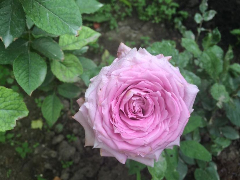 Necunoscut; Necunoscut
