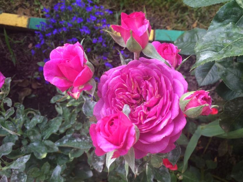 Heidi Klum; Heidi Klum
