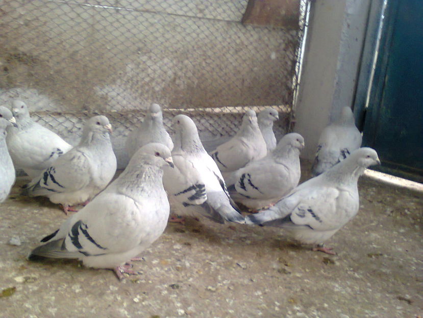 Fotografie6927 - 6 PORUMBEI LA GRAMADA