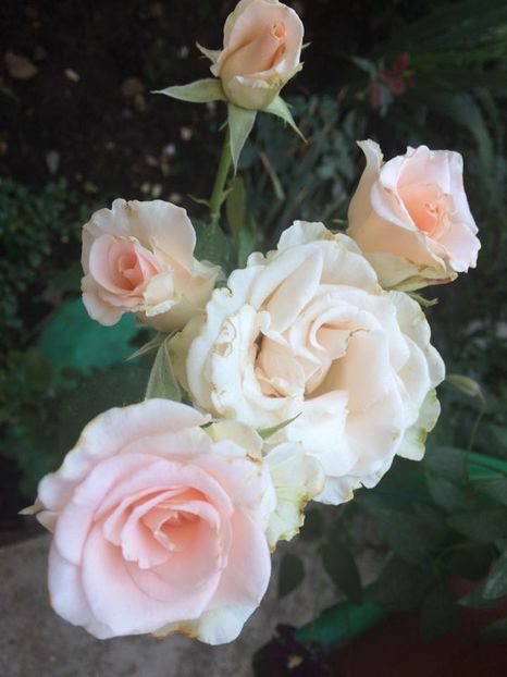 15073281_1090482837686453_5969232495827225854_n