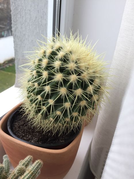  - Cactusi