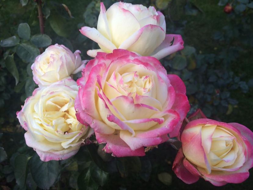 14991934_1090487747685962_6134770468580934833_n