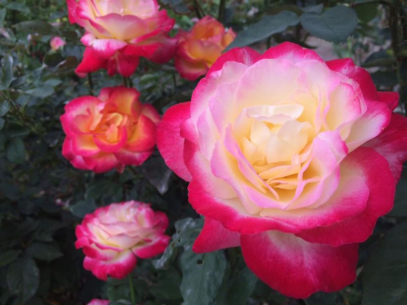 Double Delight - Trandafiri 2016