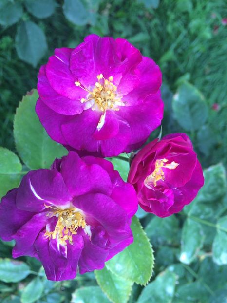 Rhapsody in Blue - Trandafiri 2016