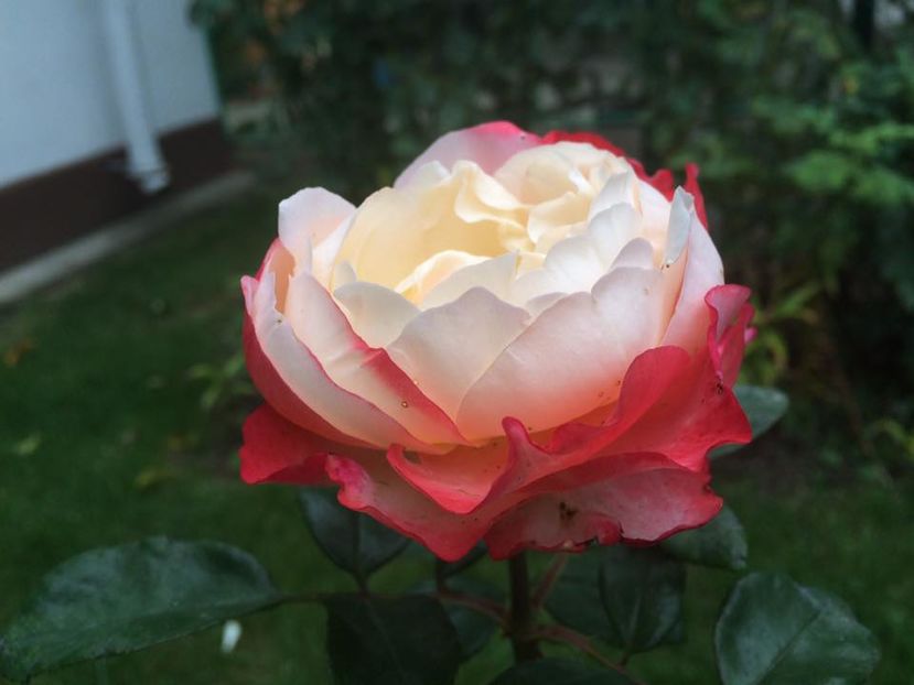 Nostalgie - Trandafiri 2016