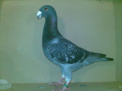 m 2013 - Matca masculi 2017