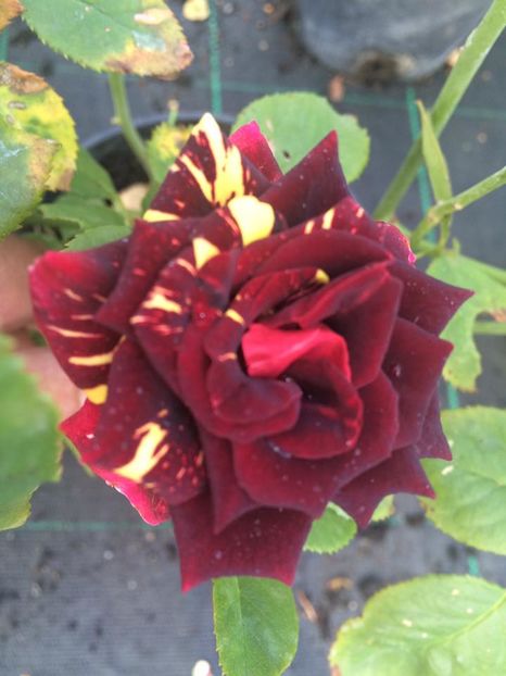 Abracadabra - Trandafiri 2016