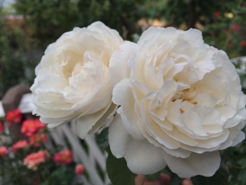 Winchester Cathedral