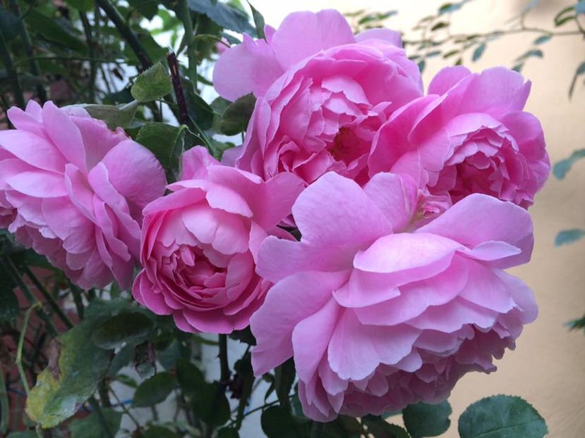 Alan Titchmarsh - Trandafiri 2016