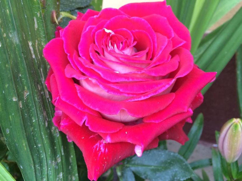 Aleluia - Trandafiri 2016