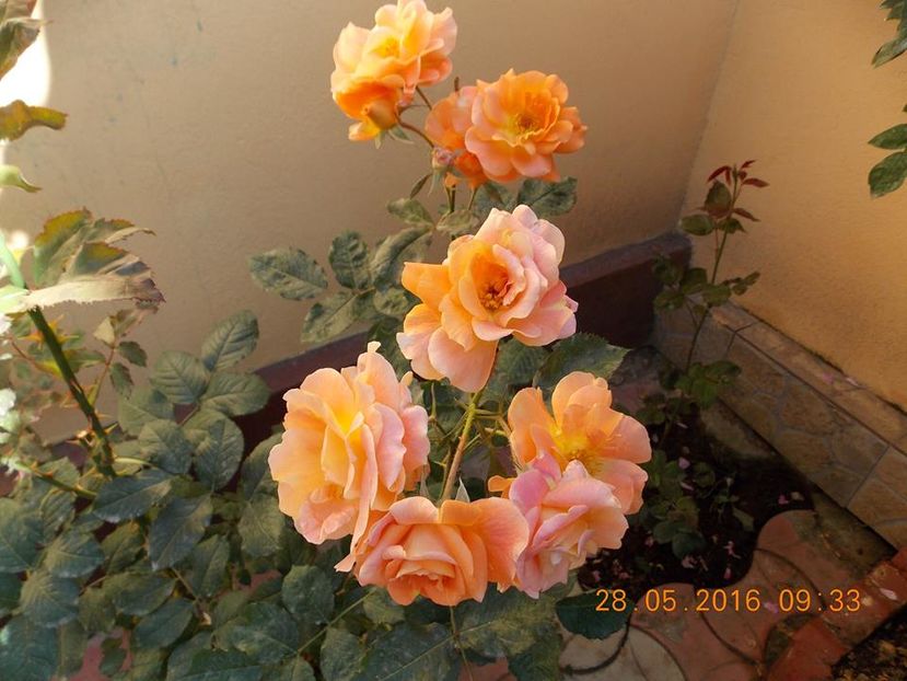 15094932_1090459021022168_6706824477319977715_n