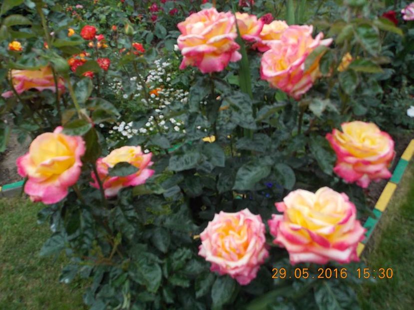 Poulman Orient Expres