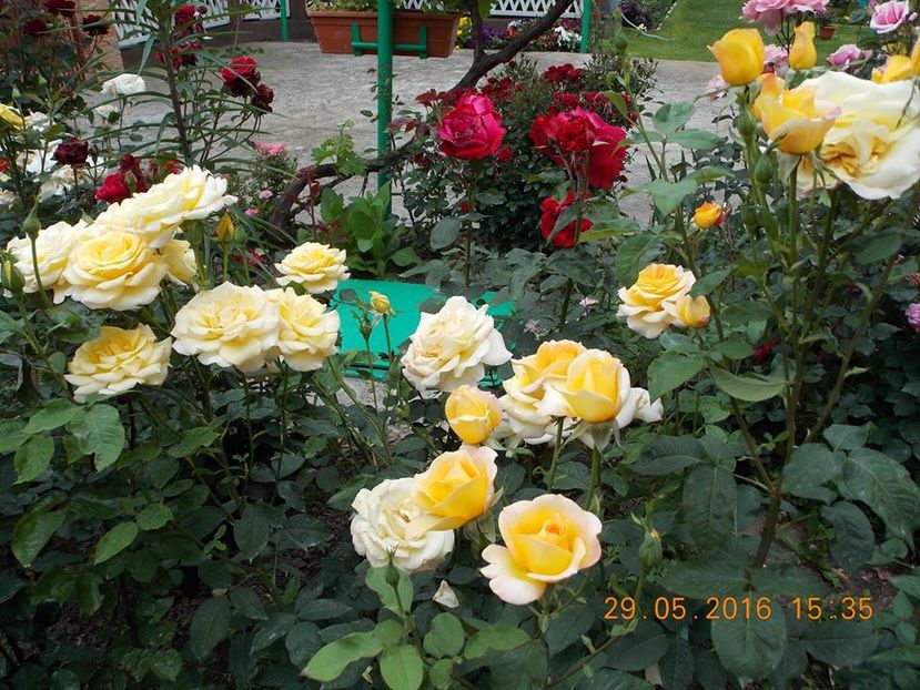 15032308_1090461204355283_4591699535538504486_n