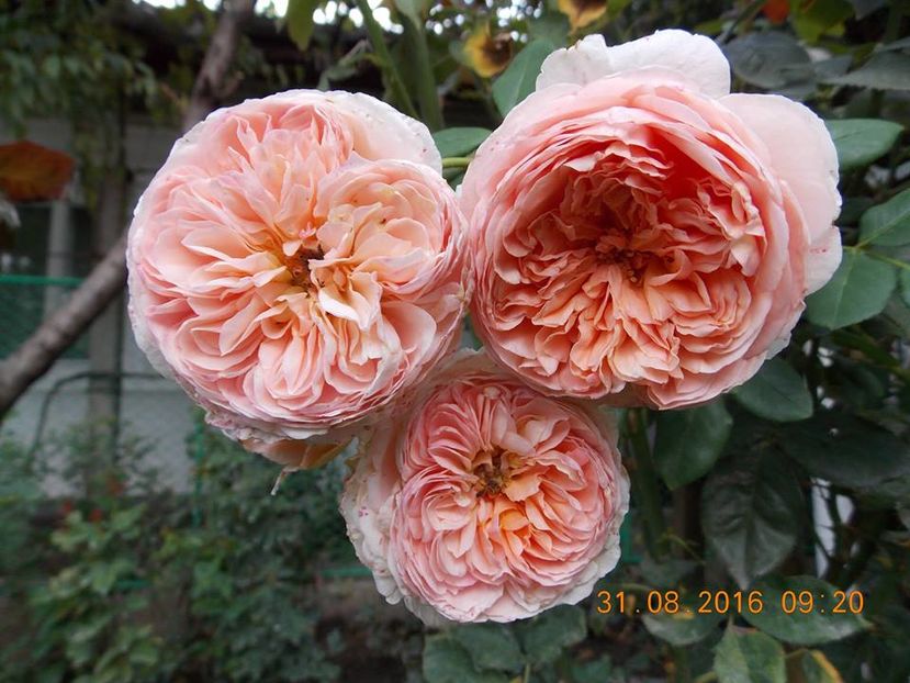 Abraham Darby