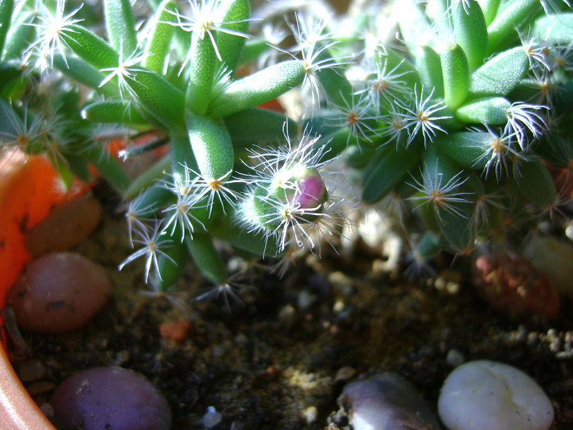 Trichodiadema densum, boboc; Craciun 2016
