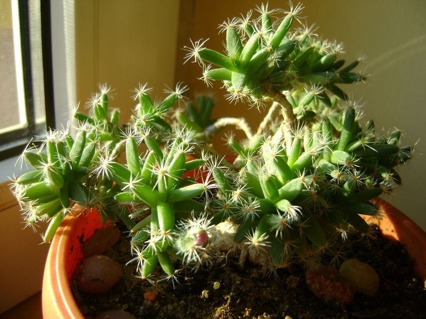 Trichodiadema densum, boboc; Craciun 2016
