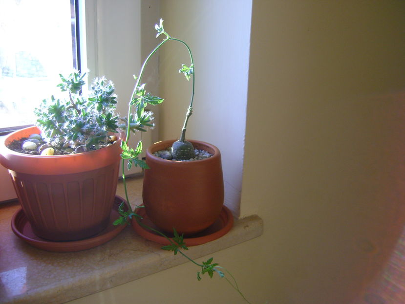 Trichodiadema densum & Kedrostis foetidissima - Caudiciforme si bulbi 2016