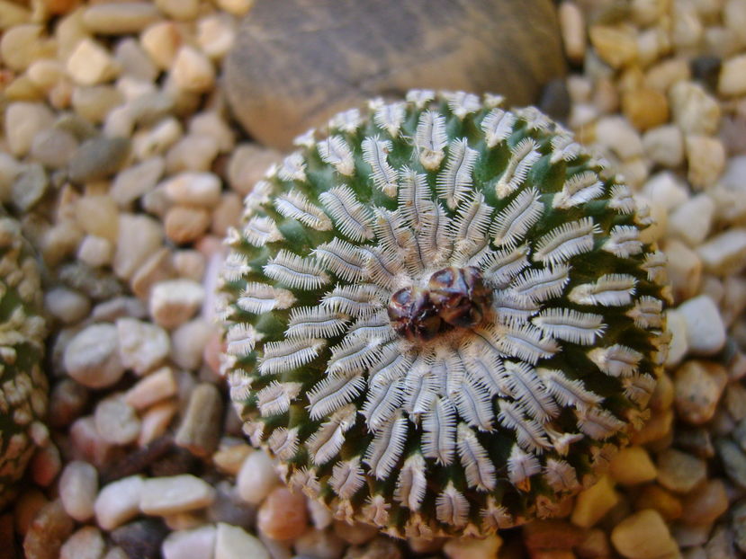 Turbinicarpus pseudopectinatus (Pelecyphora aselliformis), boboci; Craciun 2016
