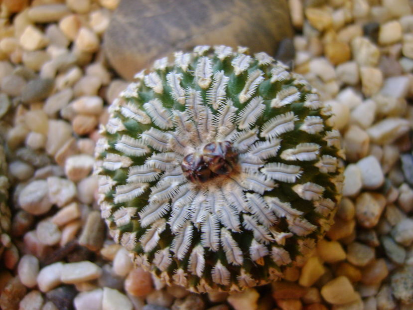 Turbinicarpus pseudopectinatus (Pelecyphora aselliformis), boboci; Craciun 2016
